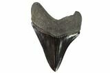 Serrated, Fossil Megalodon Tooth #90780-1